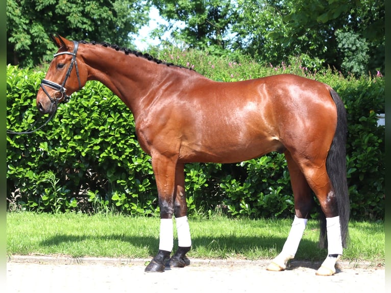 Hanoverian Gelding 7 years 16,2 hh Brown in Selsingen
