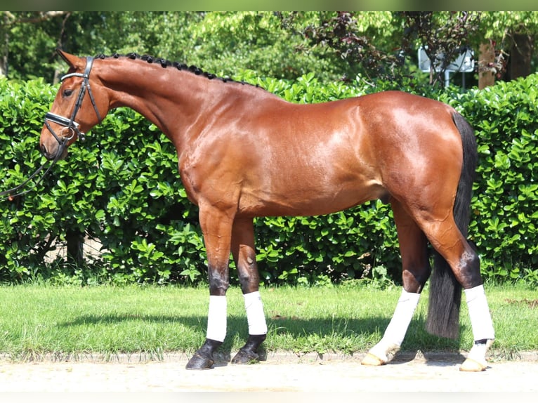Hanoverian Gelding 7 years 16,2 hh Brown in Selsingen