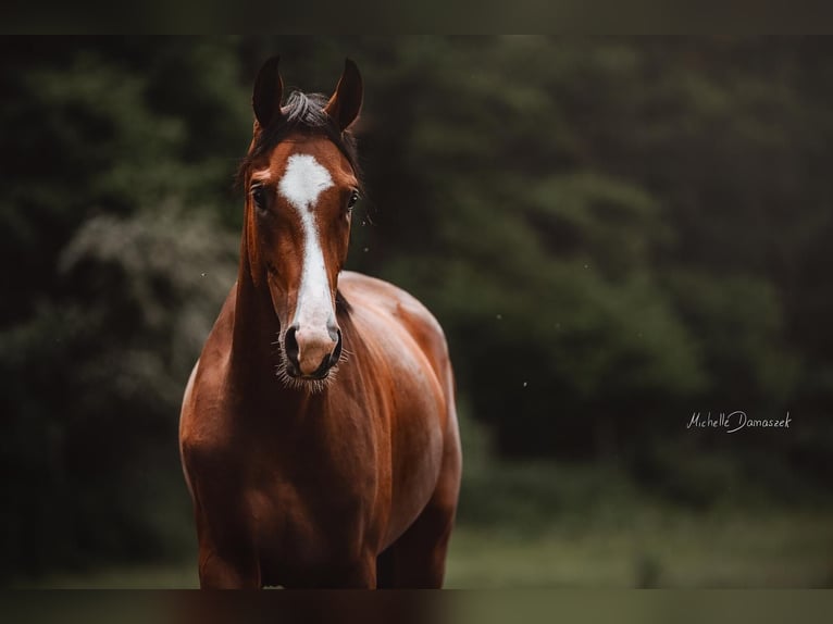 Hanoverian Gelding 7 years 16,2 hh Brown in Oberraden