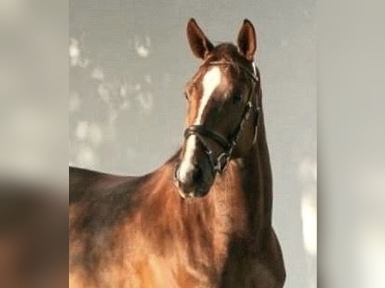 Hanoverian Gelding 7 years 16,2 hh Chestnut in Schaffhausen