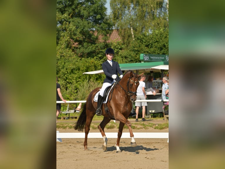 Hanoverian Gelding 7 years 16,2 hh Chestnut in Sittensen