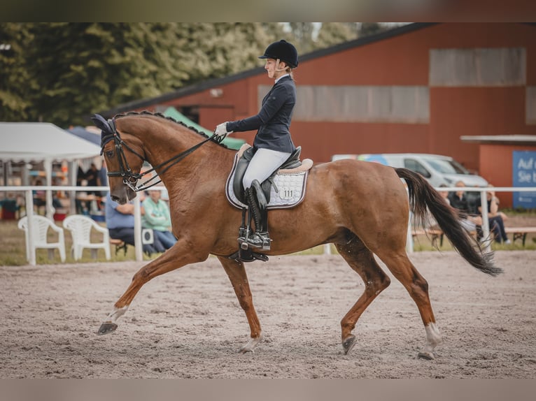 Hanoverian Gelding 7 years 16,2 hh Chestnut in Sittensen