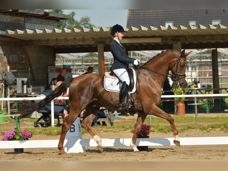 Hanoverian Gelding 7 years 16,2 hh Chestnut in Sittensen