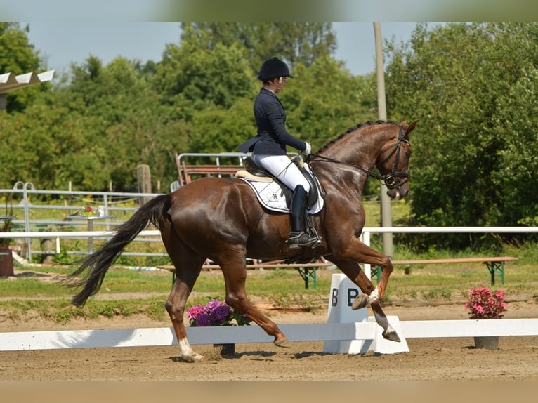 Hanoverian Gelding 7 years 16,2 hh Chestnut in Sittensen