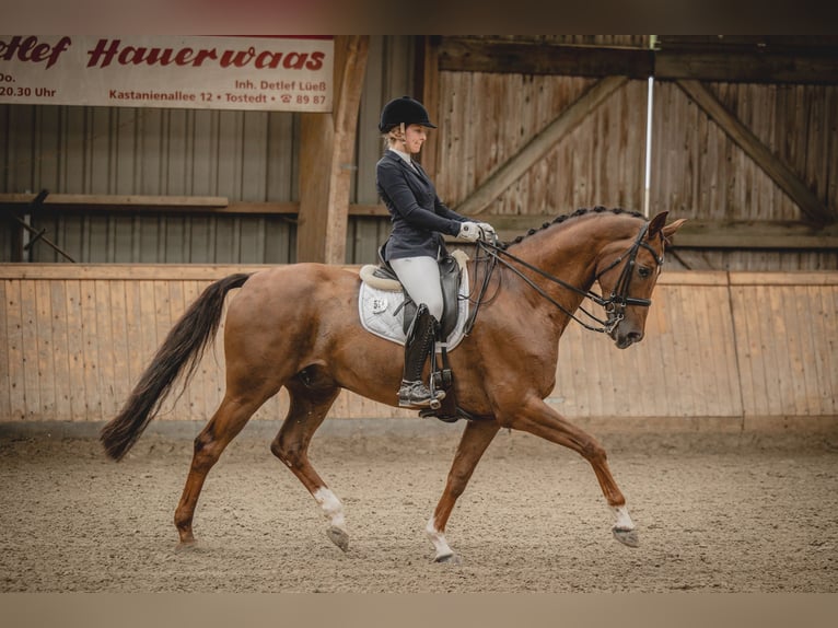 Hanoverian Gelding 7 years 16,2 hh Chestnut in Sittensen