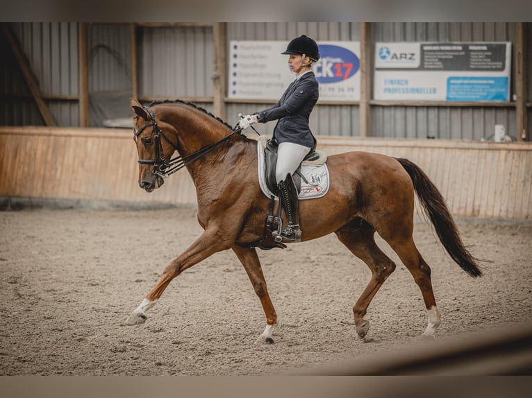 Hanoverian Gelding 7 years 16,2 hh Chestnut in Sittensen