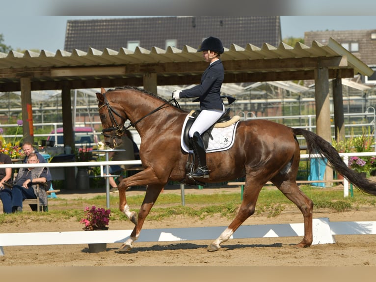 Hanoverian Gelding 7 years 16,2 hh Chestnut in Sittensen