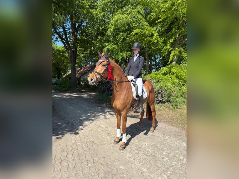 Hanoverian Gelding 7 years 16,2 hh Chestnut-Red in Bassum