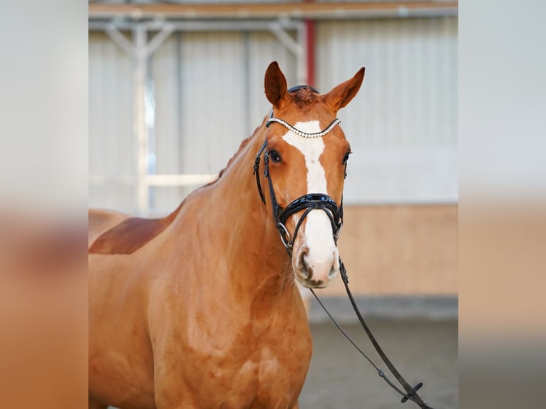 Hanoverian Gelding 7 years 16,2 hh Chestnut-Red in Hohenfelde