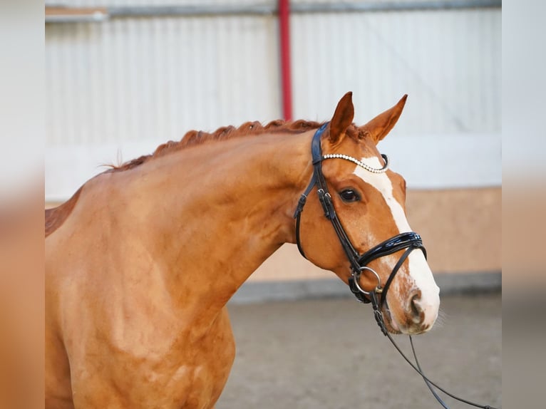 Hanoverian Gelding 7 years 16,2 hh Chestnut-Red in Hohenfelde