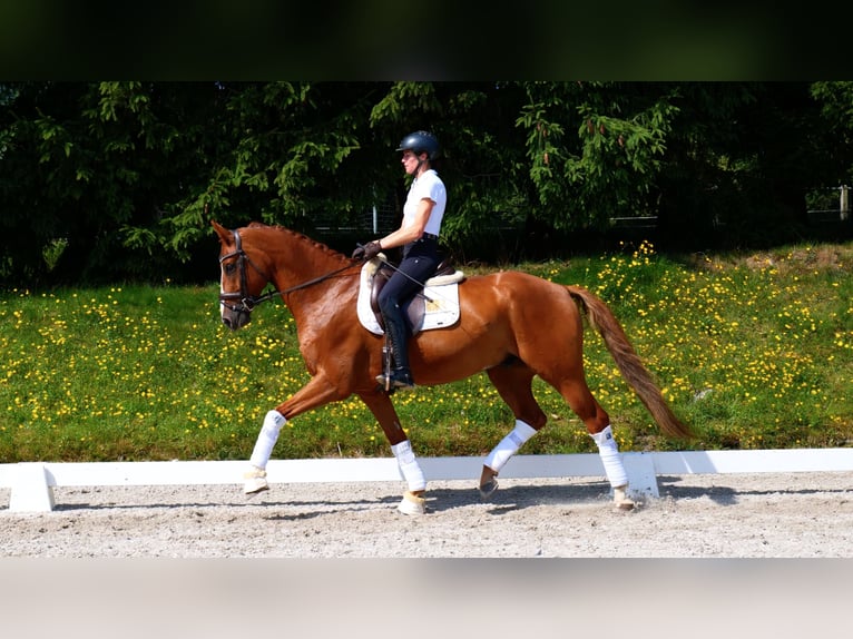 Hanoverian Gelding 7 years 16,2 hh Chestnut-Red in Freiensteinau