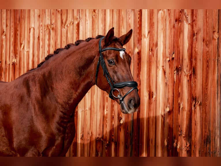 Hanoverian Gelding 7 years 16,2 hh Chestnut-Red in Stattegg