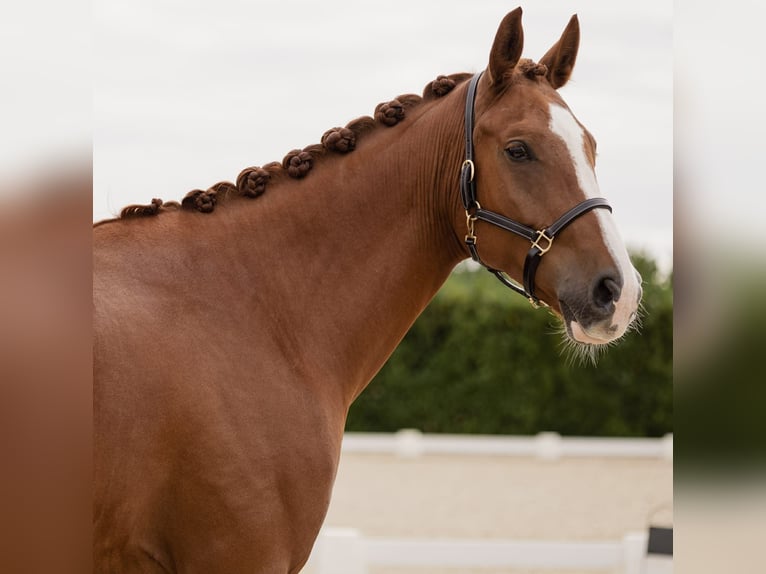 Hanoverian Gelding 7 years 16,2 hh Chestnut-Red in Yvelines