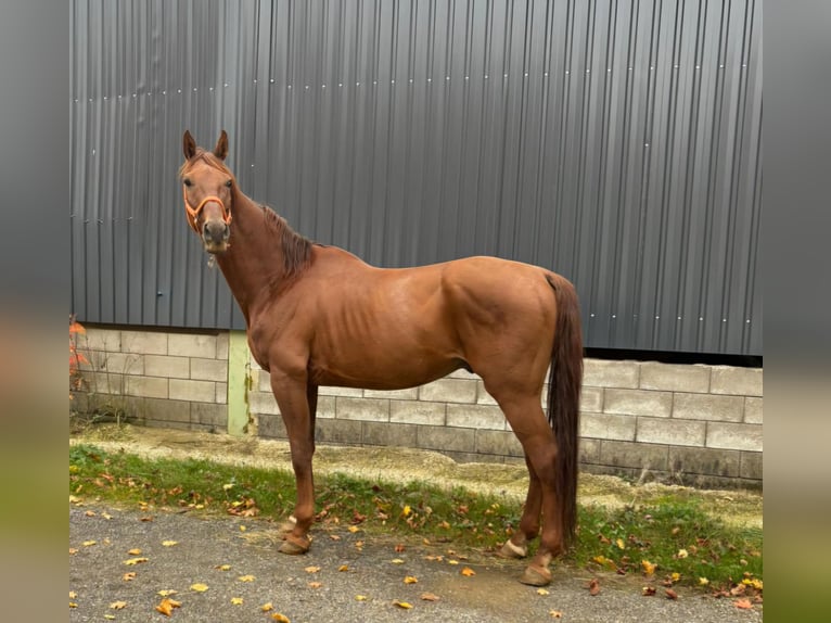 Hanoverian Gelding 7 years 16,2 hh Chestnut-Red in Blankenheim