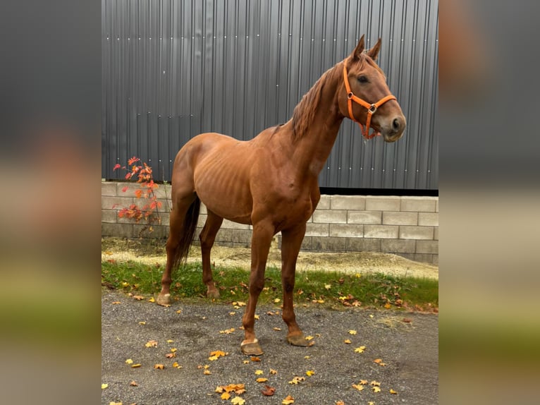 Hanoverian Gelding 7 years 16,2 hh Chestnut-Red in Blankenheim