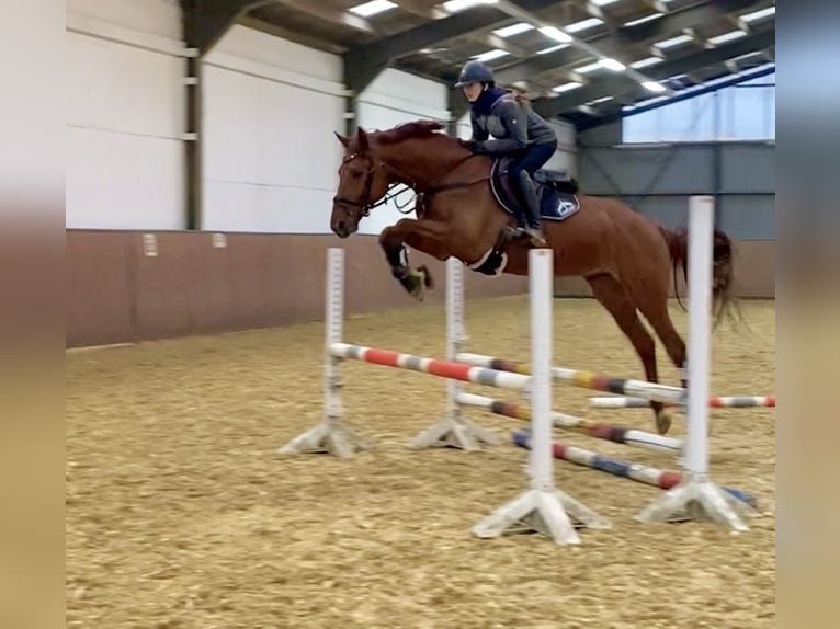 Hanoverian Gelding 7 years 16,2 hh Chestnut-Red in Heiligenhaus
