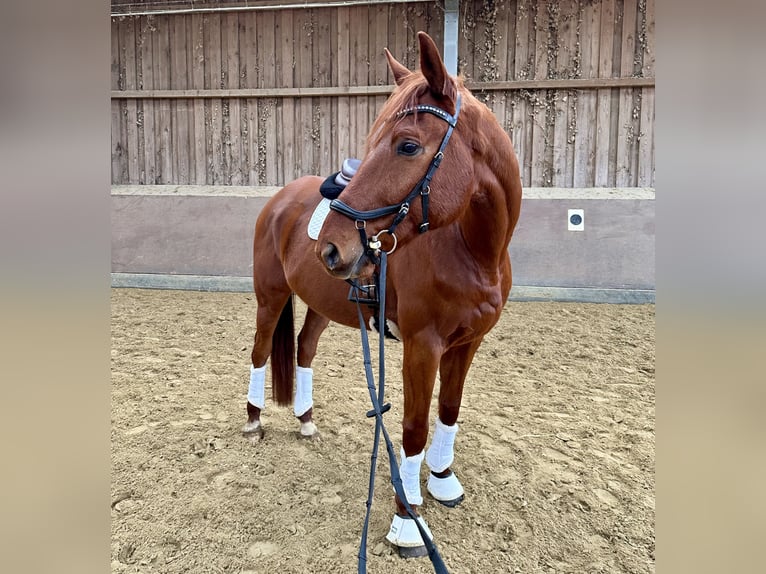 Hanoverian Gelding 7 years 16,2 hh Chestnut-Red in Heiligenhaus