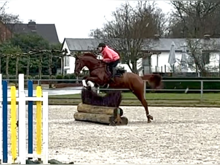 Hanoverian Gelding 7 years 16,2 hh Chestnut-Red in Heiligenhaus
