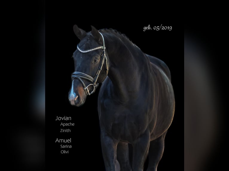 Hanoverian Gelding 7 years 16,2 hh Smoky-Black in Bodenkirchen