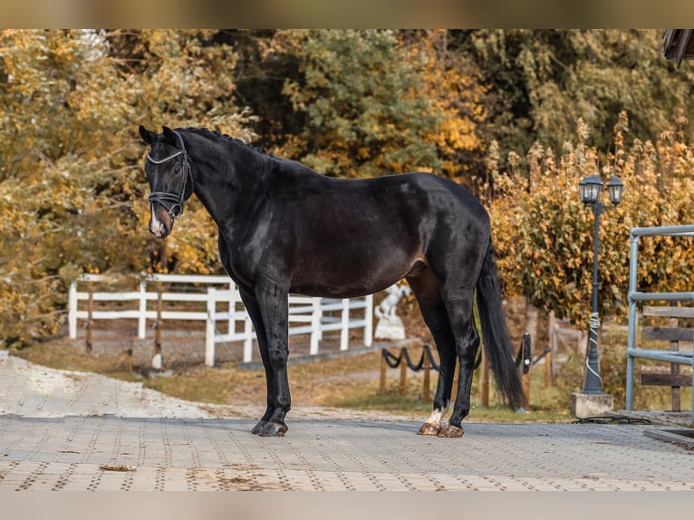 Hanoverian Gelding 7 years 16,2 hh Smoky-Black in Bodenkirchen
