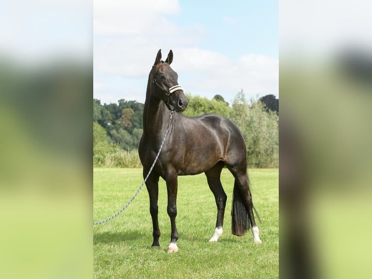 Hanoverian Gelding 7 years 16,2 hh Smoky-Black in Reinbek