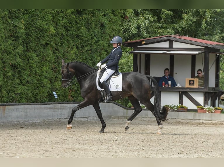 Hanoverian Gelding 7 years 16,2 hh Smoky-Black in Reinbek