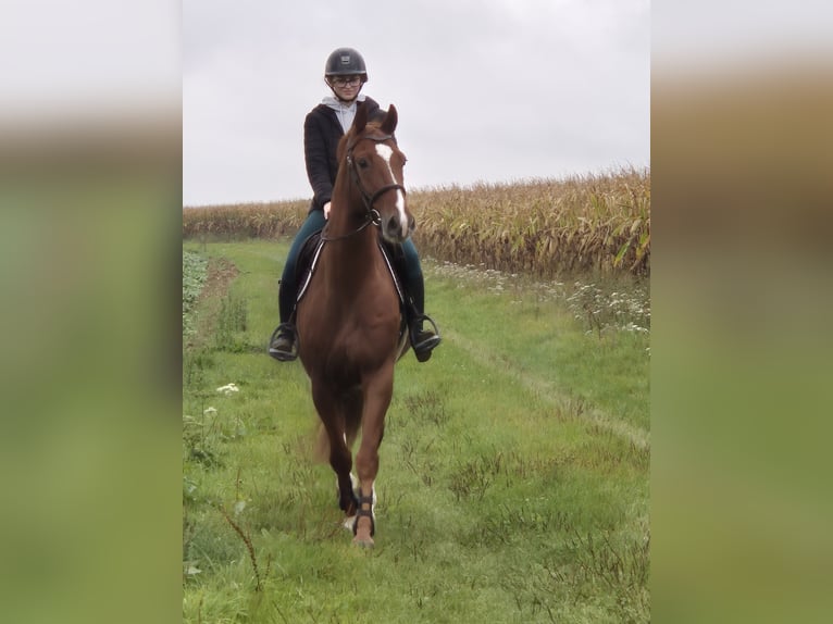 Hanoverian Gelding 7 years 16,2 hh Sorrel in Maisoncelles en brie