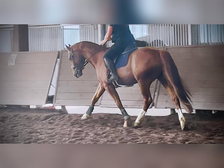Hanoverian Gelding 7 years 16,2 hh Sorrel in Maisoncelles en brie