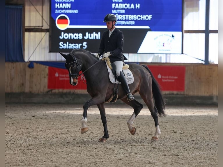 Hanoverian Gelding 7 years 16,3 hh Bay-Dark in Flensburg