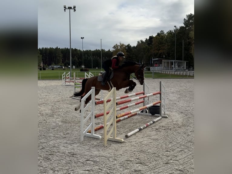 Hanoverian Gelding 7 years 16,3 hh Bay-Dark in Liepe