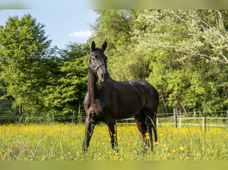 Hanoverian Gelding 7 years 16,3 hh Black in Remshalden