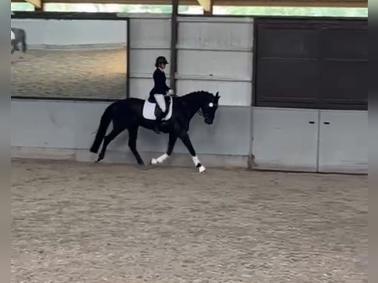 Hanoverian Gelding 7 years 16,3 hh Black in Remshalden