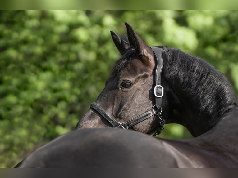 Hanoverian Gelding 7 years 16,3 hh Black in Remshalden