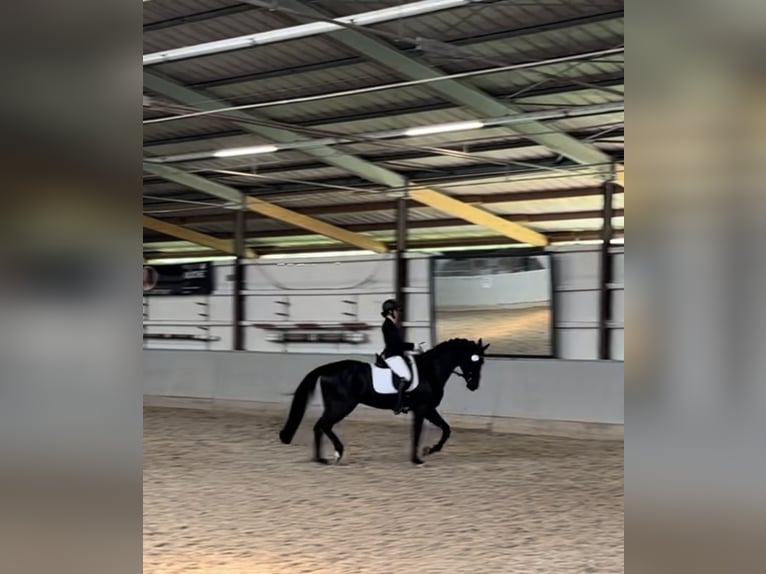 Hanoverian Gelding 7 years 16,3 hh Black in Remshalden