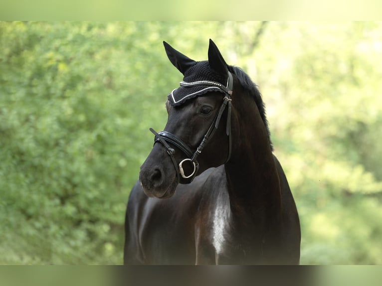 Hanoverian Gelding 7 years 16,3 hh Black in Remshalden