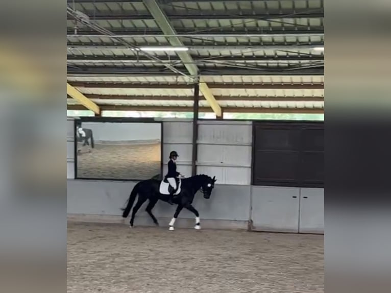 Hanoverian Gelding 7 years 16,3 hh Black in Remshalden