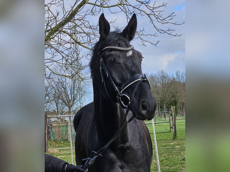 Hanoverian Gelding 7 years 16,3 hh Black in Wachtendonk