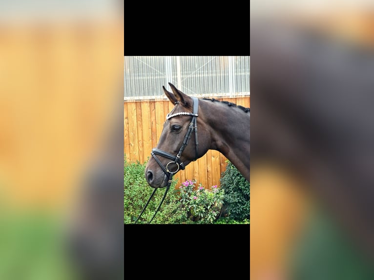 Hanoverian Gelding 7 years 16,3 hh Brown in Stoetze