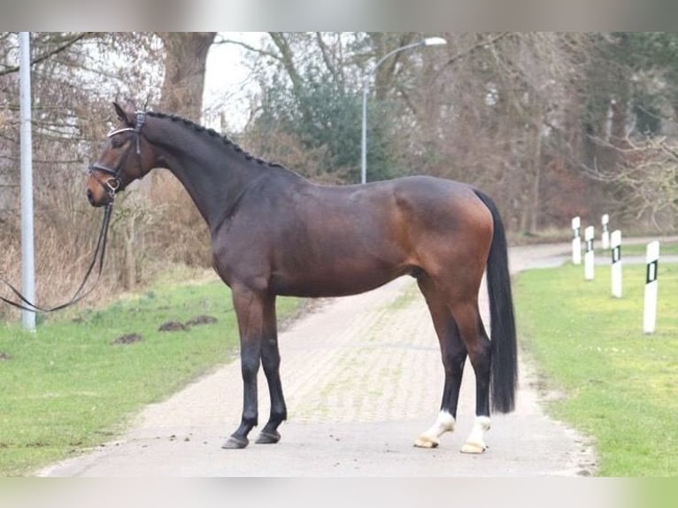 Hanoverian Gelding 7 years 16,3 hh Brown in Löningen