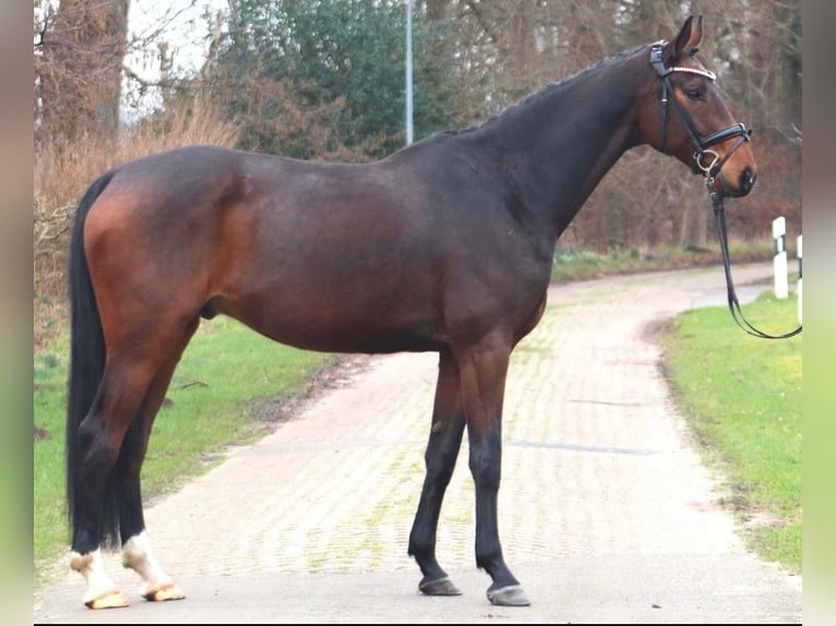 Hanoverian Gelding 7 years 16,3 hh Brown in Löningen