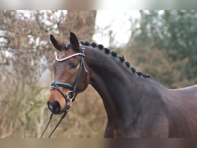 Hanoverian Gelding 7 years 16,3 hh Brown in Löningen