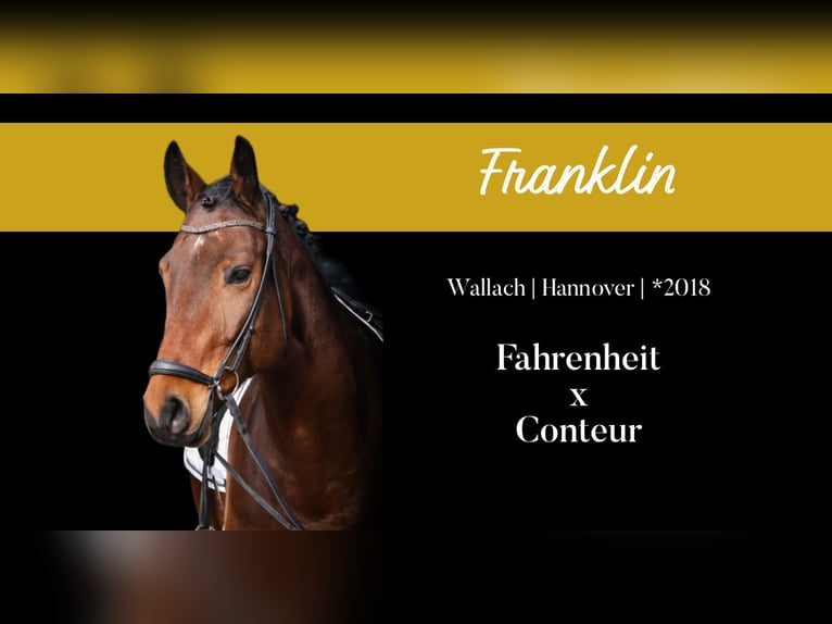 Hanoverian Gelding 7 years 16,3 hh Brown in Roßdorf