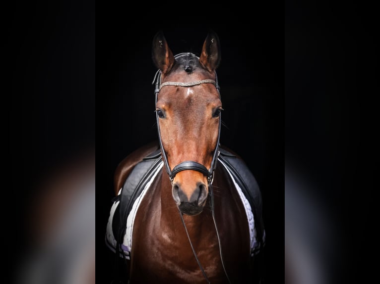 Hanoverian Gelding 7 years 16,3 hh Brown in Roßdorf