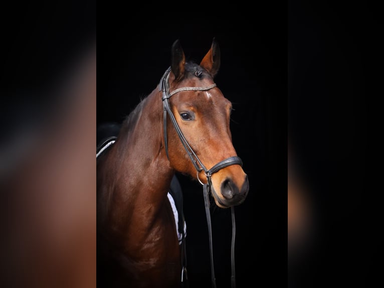Hanoverian Gelding 7 years 16,3 hh Brown in Roßdorf