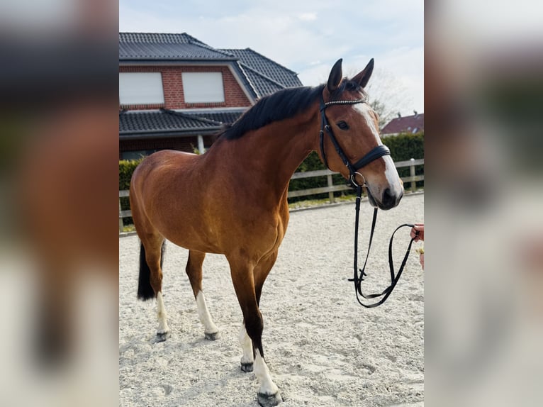 Hanoverian Gelding 7 years 16,3 hh Brown in Bargstedt