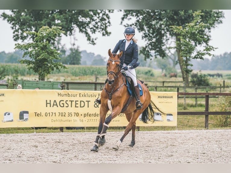 Hanoverian Gelding 7 years 16,3 hh Brown in Ganderkesee