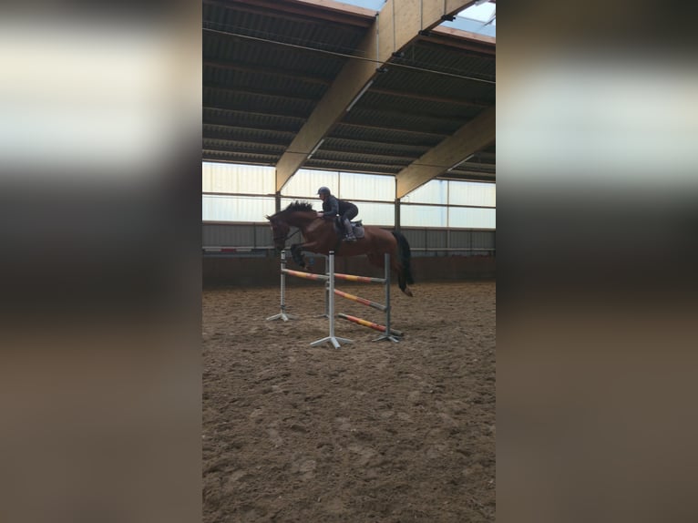 Hanoverian Gelding 7 years 16,3 hh Brown in Ganderkesee
