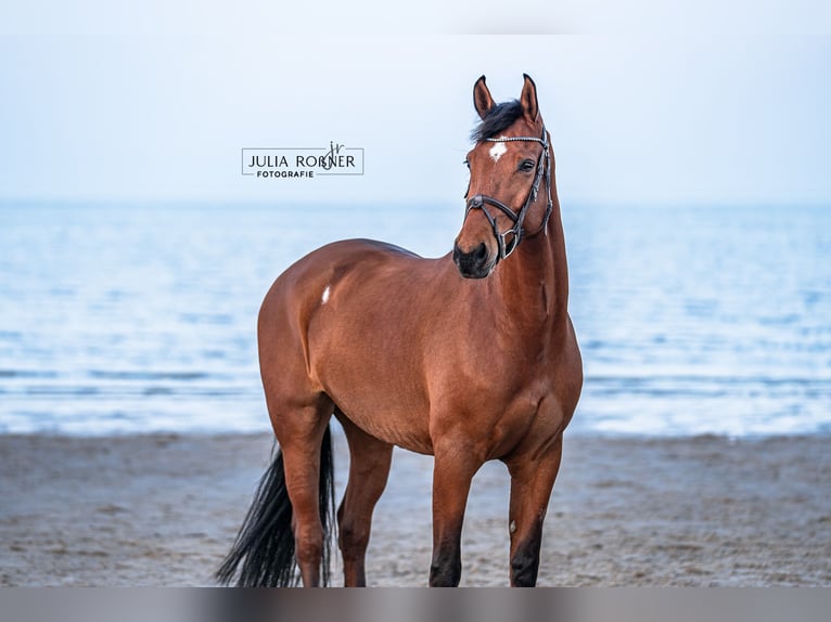 Hanoverian Gelding 7 years 16,3 hh Brown in Ganderkesee