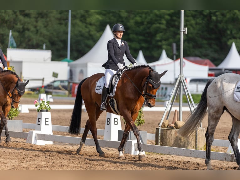 Hanoverian Gelding 7 years 16,3 hh Brown in Ganderkesee