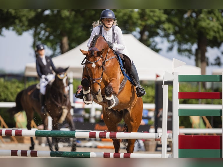 Hanoverian Gelding 7 years 16,3 hh Brown in Ganderkesee